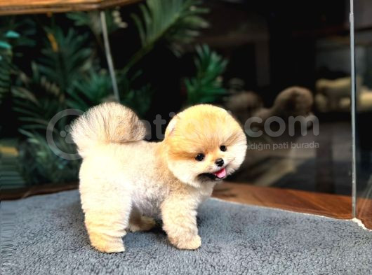 Safkan Teddybear Kore Pomeranian Yavrularımız görsel