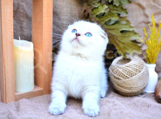 Bembeyaz Silver Ns1133 Scottish Fold Shorthair görsel