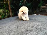 Kore Safkan Pomeranıan Boo Yavrularımız