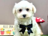 Baby Face Kar Beyaz Maltese Yavrular