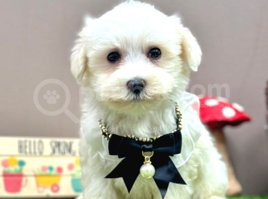 Baby Face Kar Beyaz Maltese Yavrular görsel