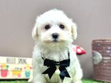 Baby Face Kar Beyaz Maltese Yavrular