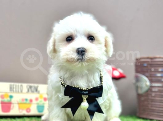 Baby Face Kar Beyaz Maltese Yavrular görsel