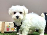 Baby Face Kar Beyaz Maltese Yavrular