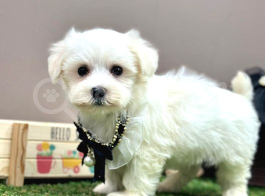 Baby Face Kar Beyaz Maltese Yavrular görsel