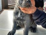 Harika Cane Corso Yavrular isteğe özel estetik
