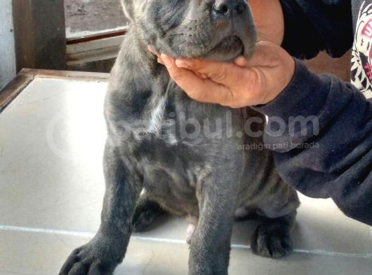 Harika Cane Corso Yavrular Isteğe Özel Estetik