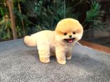Safkan TeddyBear Kore Pomeranian Yavrularımız