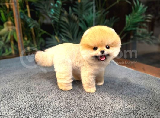 Safkan Teddybear Kore Pomeranian Yavrularımız