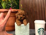 SECERELİ ORJİNAL TOY POODLE YAVRULARIMIZ
