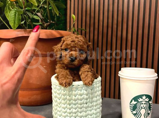 Secereli̇ Orji̇nal Toy Poodle Yavrularimiz