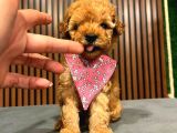 Secereli̇ Orji̇nal Toy Poodle Yavrularimiz