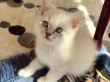 British Shorthair Yavru