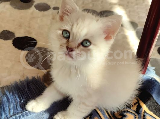 British Shorthair Yavru görsel