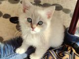 British Shorthair Yavru