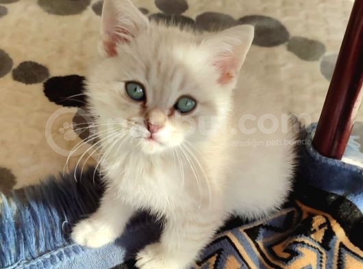 British Shorthair Yavru görsel