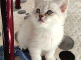 British Shorthair Yavru