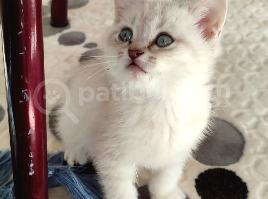 British Shorthair Yavru görsel