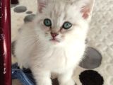British shorthair yavru