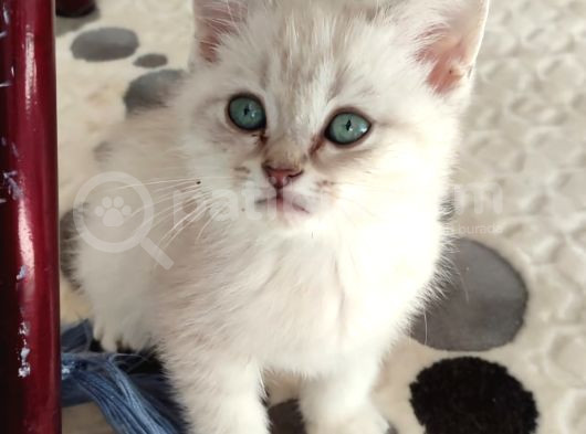 British Shorthair Yavru
