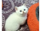 Güzel yavrum oyuncu uysal cana yakın