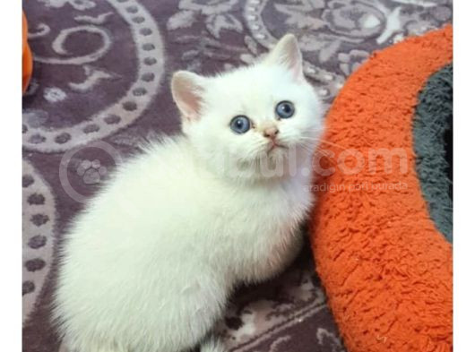 Güzel Yavrum Oyuncu Uysal Cana Yakın