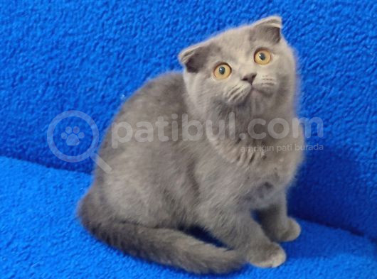Kaçmaz Bi̇r Güzelli̇kte Scotti̇sh Fold görsel