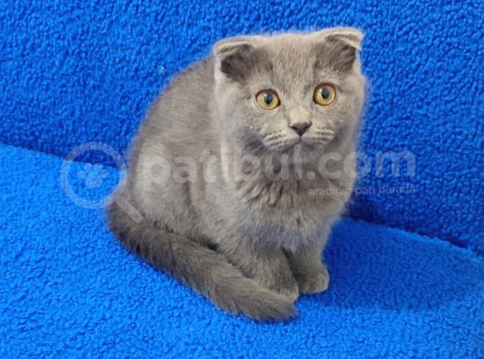 Kaçmaz Bi̇r Güzelli̇kte Scotti̇sh Fold görsel