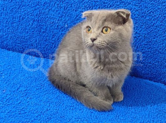 Kaçmaz Bi̇r Güzelli̇kte Scotti̇sh Fold görsel