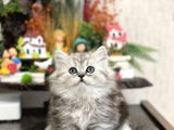 Irkinin En İyi̇si̇ Brti̇sh Longhai̇r Tesli̇me Hazir Yavru
