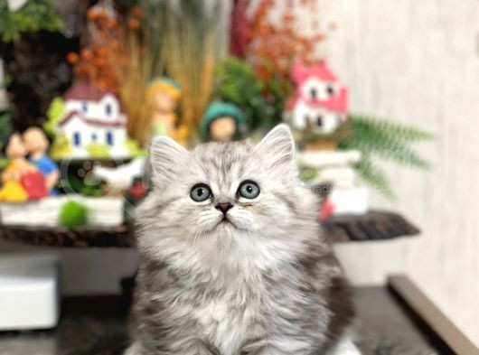 Irkinin En İyi̇si̇ Brti̇sh Longhai̇r Tesli̇me Hazir Yavru görsel
