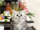 Irkinin En İyi̇si̇ Brti̇sh Longhai̇r Tesli̇me Hazir Yavru