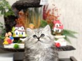 Irkinin En İyi̇si̇ Brti̇sh Longhai̇r Tesli̇me Hazir Yavru