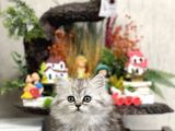 Irkinin En İyi̇si̇ Brti̇sh Longhai̇r Tesli̇me Hazir Yavru