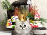 IRKININ EN İYİSİ BRTİSH LONGHAİR TESLİME HAZIR YAVRU