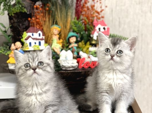 Safkan Tesli̇me Hazir Si̇lver Bri̇ti̇sh Shorthai̇r Yavrular