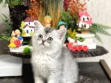 Safkan Tesli̇me Hazir Si̇lver Bri̇ti̇sh Shorthai̇r Yavrular
