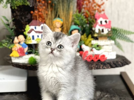 Safkan Tesli̇me Hazir Si̇lver Bri̇ti̇sh Shorthai̇r Yavrular görsel
