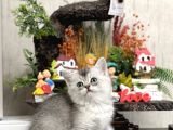 Safkan Tesli̇me Hazir Si̇lver Bri̇ti̇sh Shorthai̇r Yavrular