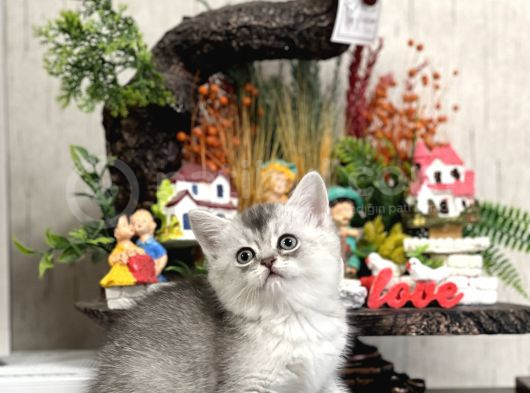Safkan Tesli̇me Hazir Si̇lver Bri̇ti̇sh Shorthai̇r Yavrular görsel