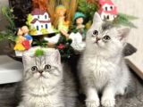 Safkan Tesli̇me Hazir Si̇lver Bri̇ti̇sh Shorthai̇r Yavrular