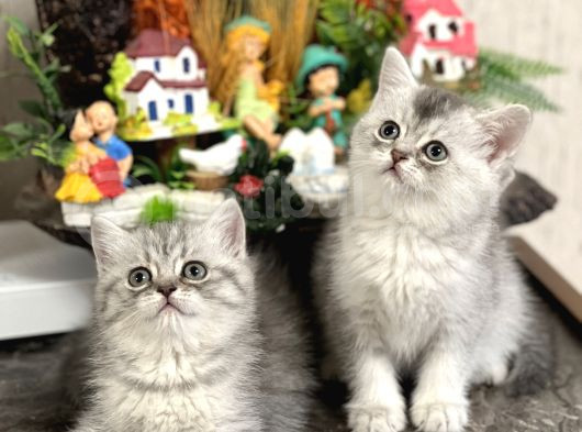 Safkan Tesli̇me Hazir Si̇lver Bri̇ti̇sh Shorthai̇r Yavrular görsel