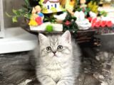 Safkan Tesli̇me Hazir Si̇lver Bri̇ti̇sh Shorthai̇r Yavrular