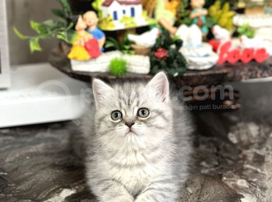 Safkan Tesli̇me Hazir Si̇lver Bri̇ti̇sh Shorthai̇r Yavrular görsel