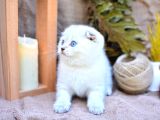 Bembeyaz Silver Ns1133 Scottish Fold Shorthair