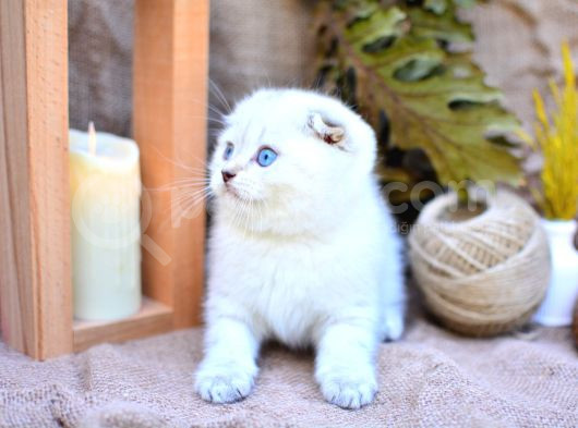Bembeyaz Silver Ns1133 Scottish Fold Shorthair görsel