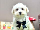 BABY FACE KAR BEYAZ MALTESE YAVRULAR