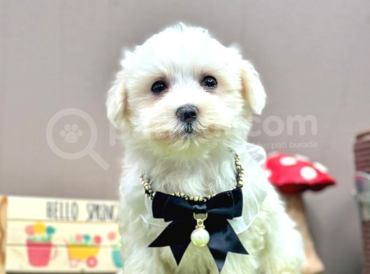 Baby Face Kar Beyaz Maltese Yavrular