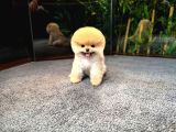Safkan Teddybear Kore Pomeranian Yavrularımız