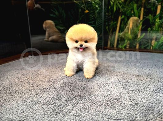 Safkan Teddybear Kore Pomeranian Yavrularımız görsel